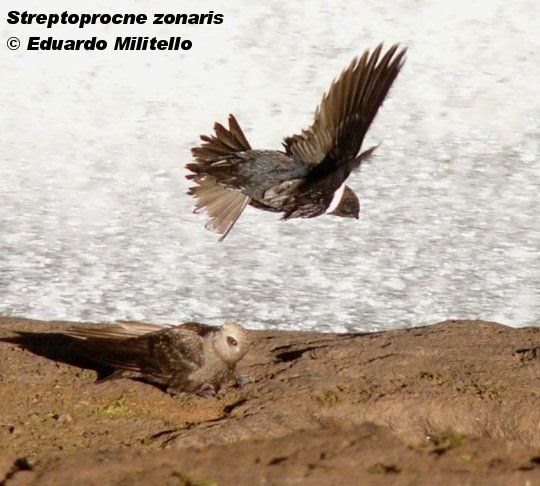 swift birds