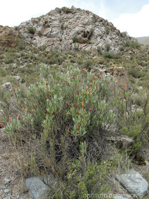 arbustos de la puna Ceidra