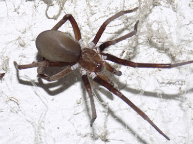 Araña de los timbres (Kukulcania hibernalis)