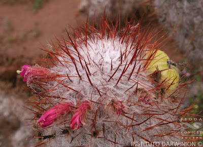 flores de Cardoncito blanco (Oreocereus trollii)