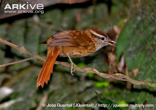 White browed Foliage gleaner