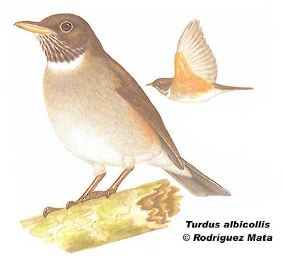 Zorzal collar blanco Turdus albicollis