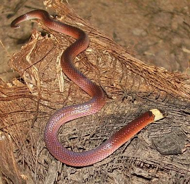 Atractus reticulatus
