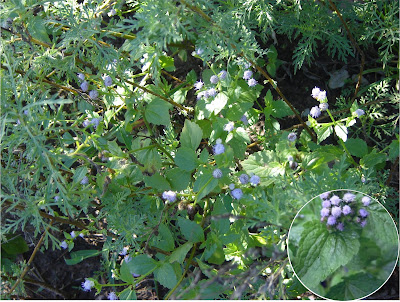 Caángay Ageratum conyzoides