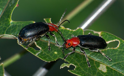 Escarabajo del mburucuyá (Cacoscelis nigripennis)