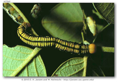 oruga de mariposa anteo