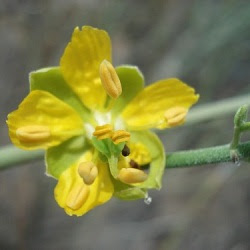 Retamo Bulnesia retama