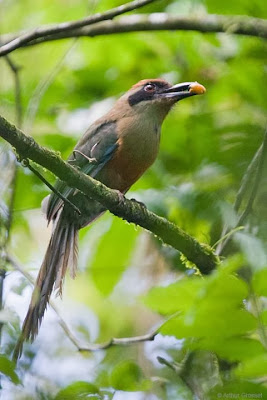 Rufous capped Motmot