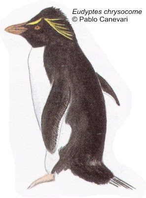 Pingüino de penacho amarillo Eudyptes chrysocome