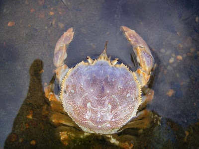 Cangrejo de las Malvinas Peltarion spinosulum