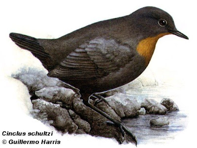 Rufous throated Dipper