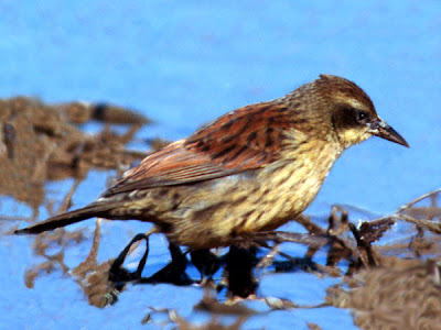Unicolored Blackbird