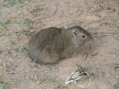 Cuis moro Galea musteloides