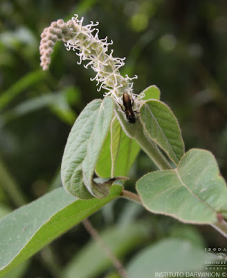flora nativa tinajera