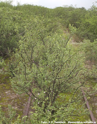 Bulnesia foliosa