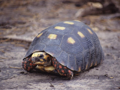 tortuga de patas rojas argentinian chaco turtle