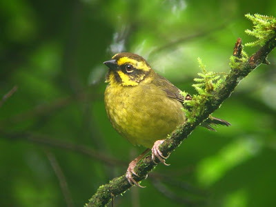 Cerquero amarillo Atlapetes citrinellus