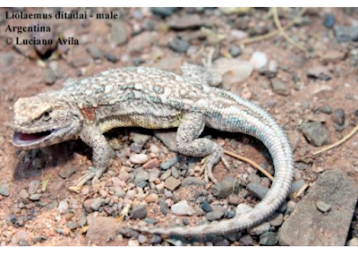 Chelco de las salinas (Liolaemus diatadai)