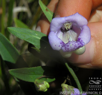 Angelonia (Angelonia integerrima)