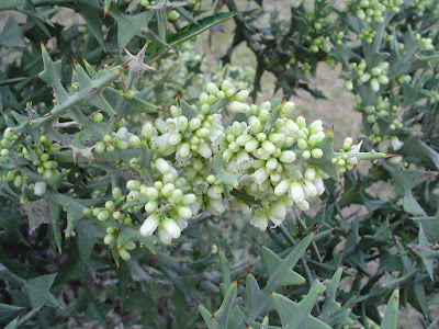 Colletia paradoxa