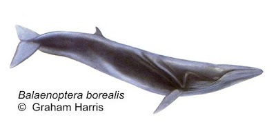 Ballena sei Balaenoptera borealis