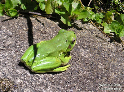 Rana trepadora andina Rana trepadora andina Hypsiboas (andinus) riojanus