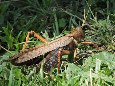 Tucura quebrachera (Tropidacris collaris)