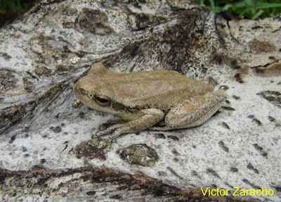 ranas argentinas