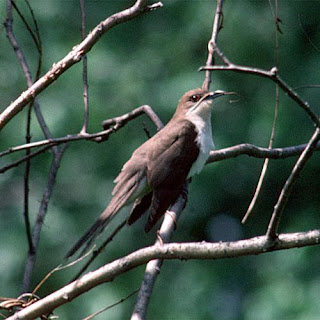Black billed Cuckoo
