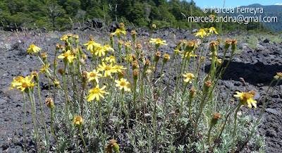 arbustos de los bosques patagonicos