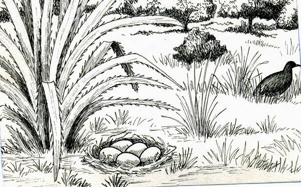 nido de Tataupa comun Crypturellus tataupa