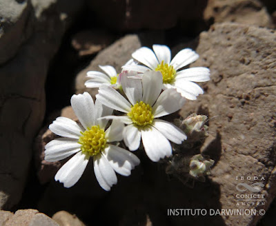 flor de Oriastrum lycopodioides