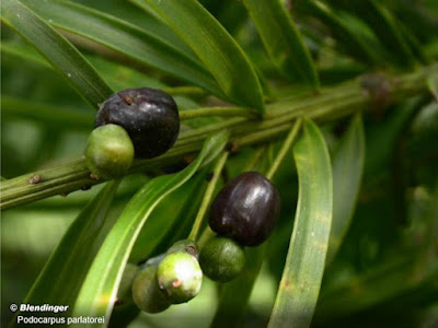 arboles de las yungas Pino del cerro (Podocarpus parlatorei)