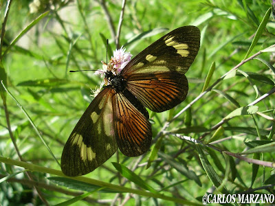 Actinote pellenea