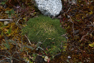 Aciachne acicularis