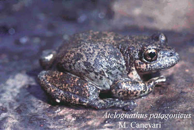 Patagonian Frog Rana acuática de laguna blanca Atelognathus patagonicus