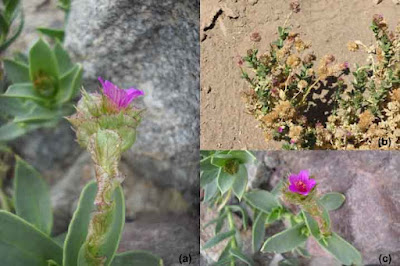 Cistanthe densiflora