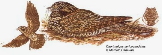Atajacaminos oscuro, Antrostomus sericocaudatus