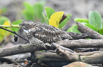 Añapero alas cortas (Chordeiles acutipennis)
