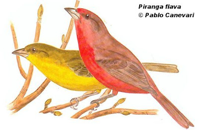 Hepatic Tanager