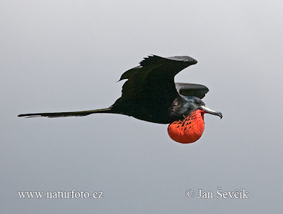 Ave fragata Fregata magnificens