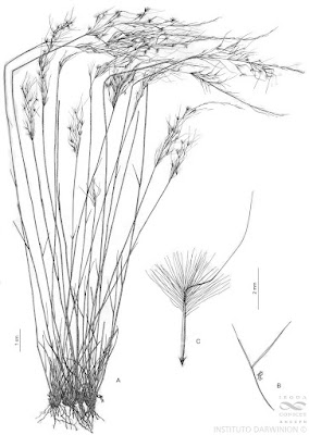 Jarava plumosa