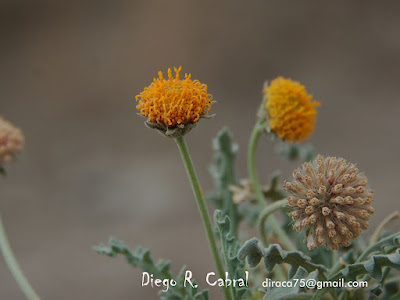 Gaillardia tontalensis