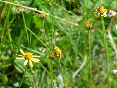 Acmella decumbens