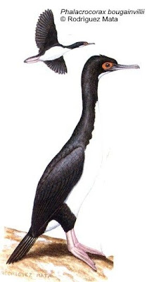 Guanay Phalacrocorax bougainvillii