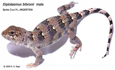 Matuasto reptiles de Argentina Matuasto Diplolaemus bibroni