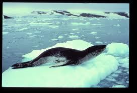 Leopard seal Leopad seal