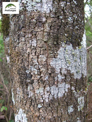 tronco de Pata (Agonandra excelsa)