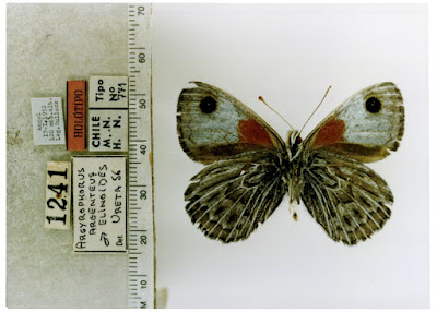 Mariposa plateada (Argyrophorus argenteus)