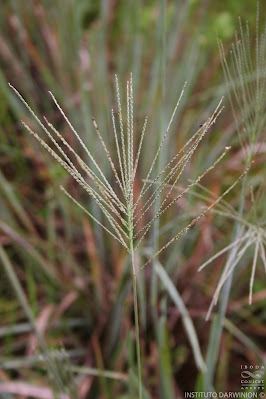 gramineas de la pampa